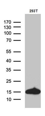 CHCHD10 Antibody in Western Blot (WB)