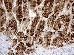 CHCHD10 Antibody in Immunohistochemistry (Paraffin) (IHC (P))