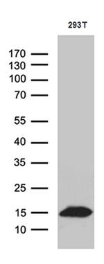 CHCHD10 Antibody in Western Blot (WB)