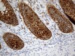 CHCHD10 Antibody in Immunohistochemistry (Paraffin) (IHC (P))