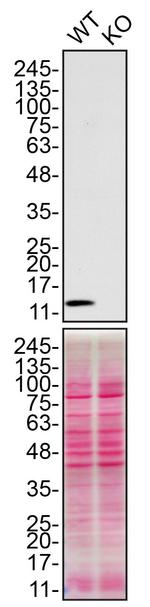 CHCHD10 Antibody in Western Blot (WB)