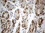 ATP5I Antibody in Immunohistochemistry (Paraffin) (IHC (P))