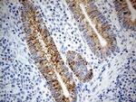 ATP5I Antibody in Immunohistochemistry (Paraffin) (IHC (P))