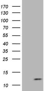 ATP5I Antibody in Western Blot (WB)