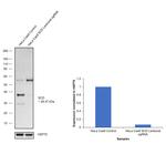 SCD Antibody in Western Blot (WB)