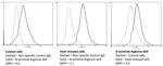 N-terminal Arginylation Antibody in Flow Cytometry (Flow)