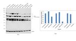 KDEL Antibody in Western Blot (WB)