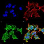 Alpha A Crystallin Antibody in Immunocytochemistry (ICC/IF)