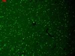 HCN1 Antibody in Immunohistochemistry (Paraffin) (IHC (P))