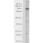 HCN1 Antibody in Western Blot (WB)