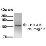 NLGN3 Antibody in Western Blot (WB)