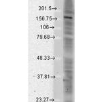 Pan SHANK Antibody in Western Blot (WB)