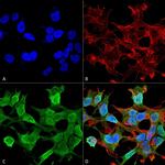 Neuroligin 1 Antibody in Immunocytochemistry (ICC/IF)