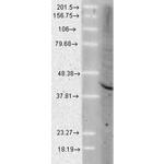 AHA1 Antibody in Western Blot (WB)