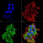 HYOU1 Antibody in Immunocytochemistry (ICC/IF)