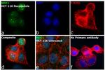 MDC1 Antibody