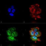 Synaptotagmin 7 Antibody in Immunocytochemistry (ICC/IF)