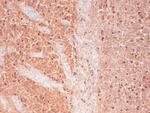 CaV3.2 Antibody in Immunohistochemistry (Frozen) (IHC (F))