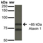 Ataxin 1 Antibody in Western Blot (WB)