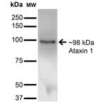 Ataxin 1 Antibody in Western Blot (WB)