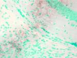 KCNQ1 Antibody in Immunohistochemistry (Paraffin) (IHC (P))