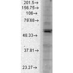 Kir2.1 (KCNJ2) Antibody in Western Blot (WB)