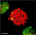 HSF1 Antibody in Immunocytochemistry (ICC/IF)