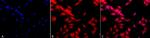 HSF1 Antibody in Immunocytochemistry (ICC/IF)