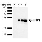 HSF1 Antibody in Western Blot (WB)