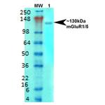 mGluR5 Antibody in Western Blot (WB)