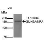 NMDAR2A Antibody in Western Blot (WB)