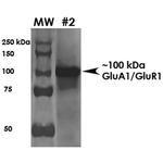 GluR1 Antibody in Western Blot (WB)