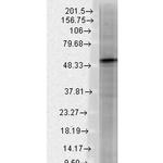 GABRB3 Antibody in Western Blot (WB)