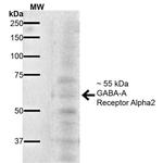 GABRA2 Antibody in Western Blot (WB)