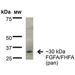 FGF13 Antibody in Western Blot (WB)