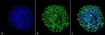 CENPA Antibody in Immunocytochemistry (ICC/IF)