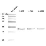 SERPINH1 Antibody in Western Blot (WB)