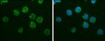 IBA1 Antibody in Immunocytochemistry (ICC/IF)