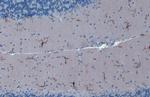 IBA1 Antibody in Immunohistochemistry (Paraffin) (IHC (P))