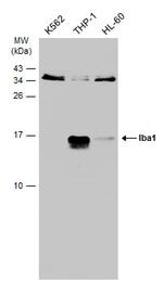 IBA1 Antibody in Western Blot (WB)