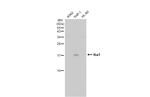 IBA1 Antibody in Western Blot (WB)