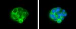 ALDH1A3 Antibody in Immunocytochemistry (ICC/IF)