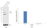 cIAP1 Antibody in Western Blot (WB)