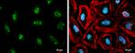 cIAP1 Antibody in Immunocytochemistry (ICC/IF)