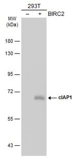 cIAP1 Antibody in Western Blot (WB)