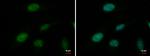 ATRX Antibody in Immunocytochemistry (ICC/IF)