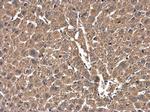 Cofilin Antibody in Immunohistochemistry (Paraffin) (IHC (P))