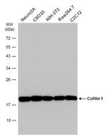 Cofilin Antibody in Western Blot (WB)