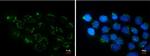 COL11A2 Antibody in Immunocytochemistry (ICC/IF)