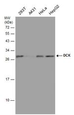 DCK Antibody in Western Blot (WB)